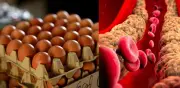 ¿El huevo realmente aumenta el colesterol? La ciencia desmiente un mito alimentario