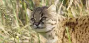 El kodkod: el felino más pequeño de América que casi nadie logra ver en su hábitat natural