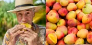 El mango: fruta tropical que regula el azúcar en sangre y es rica en magnesio