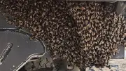 Enjambres de abejas aparecen en obras de la Línea 1 del Metro de Bogotá