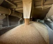 Escasez de combustible por guerra en Medio Oriente amenaza cultivos de trigo en Sudáfrica