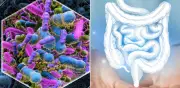 Estudio vincula bacterias intestinales con riesgo cardíaco: identifican 9 metabolitos clave en sangre