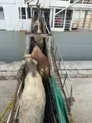 Exportaciones ganaderas colombianas caen por efecto de la tasa de cambio en enero