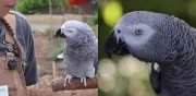 Fallece Einstein, el loro gris africano que cautivó al mundo con su inteligencia y vocabulario