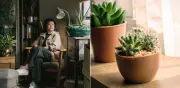 Feng Shui: dónde colocar cactus en casa para atraer prosperidad económica