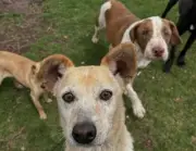 Fundación animalista denuncia robo de alcancía con donaciones en jornada de adopción en Bogotá