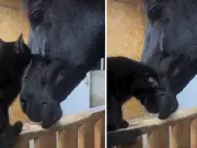 Gato negro y caballo frisón protagonizan tierno video viral de amistad animal