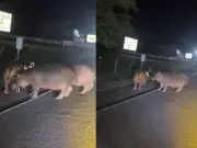 Hipopótamos invaden autopista Medellín-Bogotá: Cornare alerta riesgo en Semana Santa