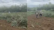 Hombres armados destruyen cultivos de piña en finca de Jamundí, Valle del Cauca