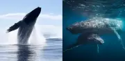 Imágenes impactantes captan espectáculo de ballenas jorobadas emergiendo en Hawái