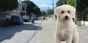 Indignación en Santa Marta por muerte de perro a pedradas: dos versiones enfrentan a familia y señalado
