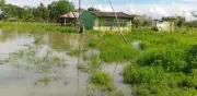 Inundaciones en La Mojana devastan cultivos transitorios y paralizan economía agrícola en Sucre