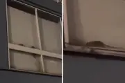 Invasión de ratas en apartamentos de Pablo VI en Bogotá genera alarma sanitaria