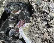 Investigadores registran por primera vez una tarántula depredando a una serpiente en Ecuador