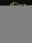 Joche Álvarez, gaitero y luthier de Ovejas, Sucre, preside el Festival Nacional de Gaitas