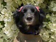 Kalli, la perrita que 'sonríe' y ama las flores, conquista las redes sociales