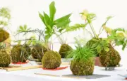 Kokedama: la técnica japonesa que revoluciona el cultivo de plantas en esferas de musgo