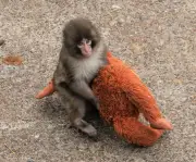 La compleja historia detrás de Punch, el mono japonés que conmovió al mundo con su peluche