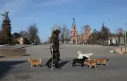 La guerra en Ucrania transforma a perros domésticos en animales salvajes, según estudio