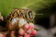 Las abejas melíferas perfeccionan su danza comunicativa cuando tienen más público en la colmena