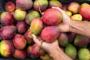 Las capitales del mango en Colombia: La Mina y Malagana, dos destinos caribeños