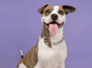 Los perros entienden más de lo que crees: ciencia revela su capacidad para aprender palabras