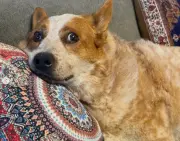 Lucas Arnau despide a su perro Atún tras trágico accidente en su vivienda