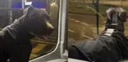Luna, la perrita conductora del SITP que conquista Bogotá con su uniforme y atención al pasajero