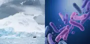 Microbios antárticos sobreviven a -20°C alimentándose del aire atmosférico