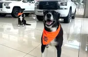 Mitsubishi Motors Ecuador transforma concesionarios en hogares para perros negros rescatados