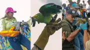 Más de 100 animales silvestres víctimas del tráfico ilegal regresan a su hábitat en el Meta