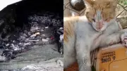 Más de 45 gatos mueren en presuntos incendios intencionales bajo puente en Cali
