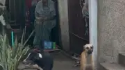 Mujer herida tras ataque de perros amarrados en casa del norte de Barranquilla