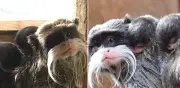 Nacen gemelos de tamarino emperador en zoológico romano, primate amazónico en peligro
