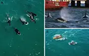 Orcas desencadenan varamientos masivos de delfines en la Patagonia argentina, revela estudio científico