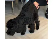 Perrita diagnosticada con 'cojera por simpatía' tras superar malestar estomacal