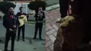 Perrita recibe emotiva serenata antes de su eutanasia en Colombia