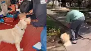 Perro golpeado con palo de escoba en Tunja es rescatado por autoridades tras viralización
