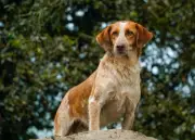 Perros pequeños dominan el 43% de la población canina en Colombia según estudio