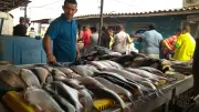 Pescados y frutos para dulces garantizados para esta Semana Santa en la Costa Caribe
