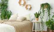Plantas en el dormitorio: beneficios y especies fáciles para decorar y purificar el aire