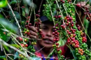 Producción de café colombiano cae 36% en febrero por efectos climáticos