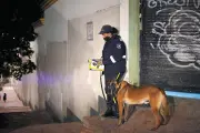 Proyecto de ley busca eliminar perros de seguridad en Colombia por maltrato animal