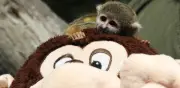 Punch, el bebé mono fraile rescatado del tráfico ilegal en Perú que encuentra consuelo en un peluche