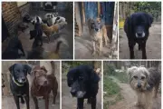 Refugio San Miguel en crisis: Lluvias y frío afectan salud de 71 animales rescatados