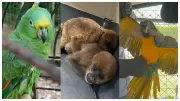 Rescatados nueve animales silvestres que eran tenidos como mascotas en finca de Calima El Darién