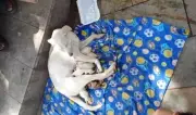 Rescatan a perra y sus ocho cachorros recién nacidos abandonados en el centro de Bucaramanga