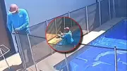 Rescate inesperado: Hombre salva a perro al reparar valla de piscina en video viral