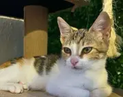 Rescatistas cuestionan prejuicios en adopción de gatos: 'Roma tenía 3 meses y la consideraban muy grande'