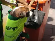 Rocky, el perro que acompaña a trabajadores de limpieza en León y reduce su estrés